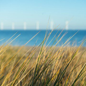 Beach grass and sand with water in the background at Amager Beach Park, a popular destination in the Amager neighbourhood of Copenhagen