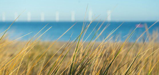 Beach grass and sand with water in the background at Amager Beach Park, a popular destination in the Amager neighbourhood of Copenhagen