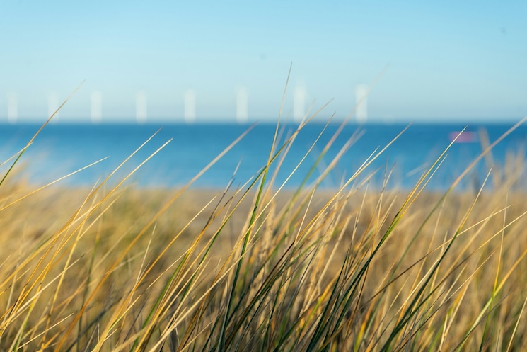 Beach grass and sand with water in the background at Amager Beach Park, a popular destination in the Amager neighbourhood of Copenhagen