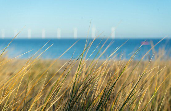 Amager Beach Park in Copenhagen with beach grass, sand and water in the background - a popular destination for guests staying in holiday apartments nearby